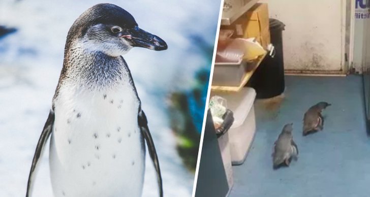 Sushi, Pingvin